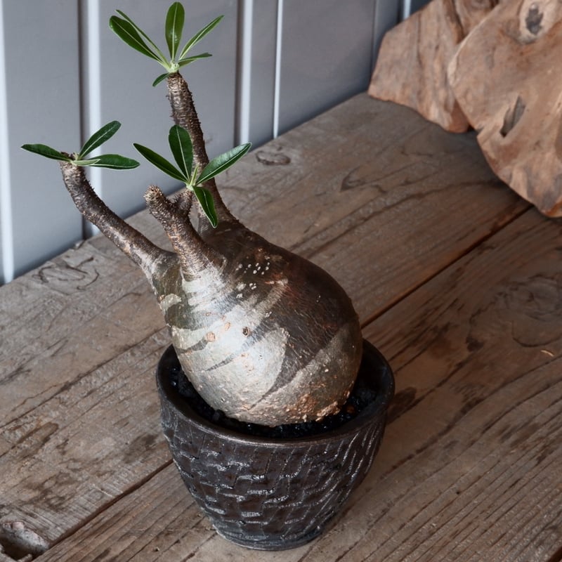 グラキリス φ9.5cm - 象牙宮 - ［No.42］ × 沼野秀章 作「 black