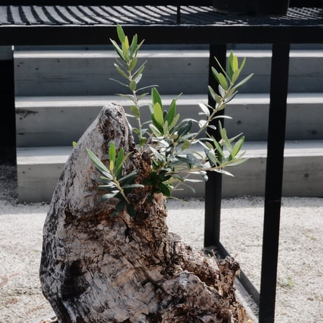 Old Olive 古木オリーブ［No.17］× 12号皿鉢 (φ36cm)