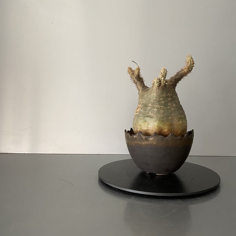 発根済 緑丸 グラキリス BG-187 × S.N.Pot 