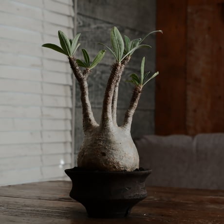 グラキリス - 象牙宮 -［No.17］  ×   沼野秀章 作「 black wrap 」4号 植木鉢 笠間焼