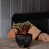 ケラリア ピグマエア［No.77］  × 沼野秀章 作品【  Black Wrap 】3号 植木鉢 笠間焼