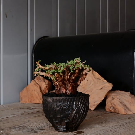 発根済み！ボスウェリア ネグレクタ☆現地株☆鉢付き☆笠間焼・磯部祐介作家鉢仕立て 発根済 大サイズ グラキリス 22 ×【 ISOBE - BACHI 】