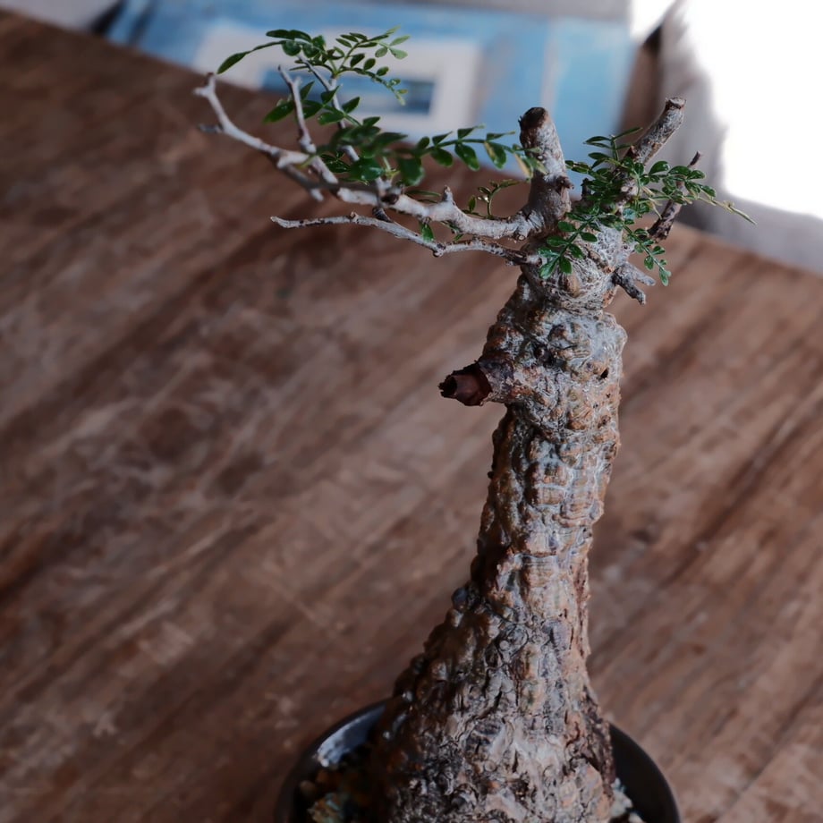 63a7f5086b87c361b8017f21