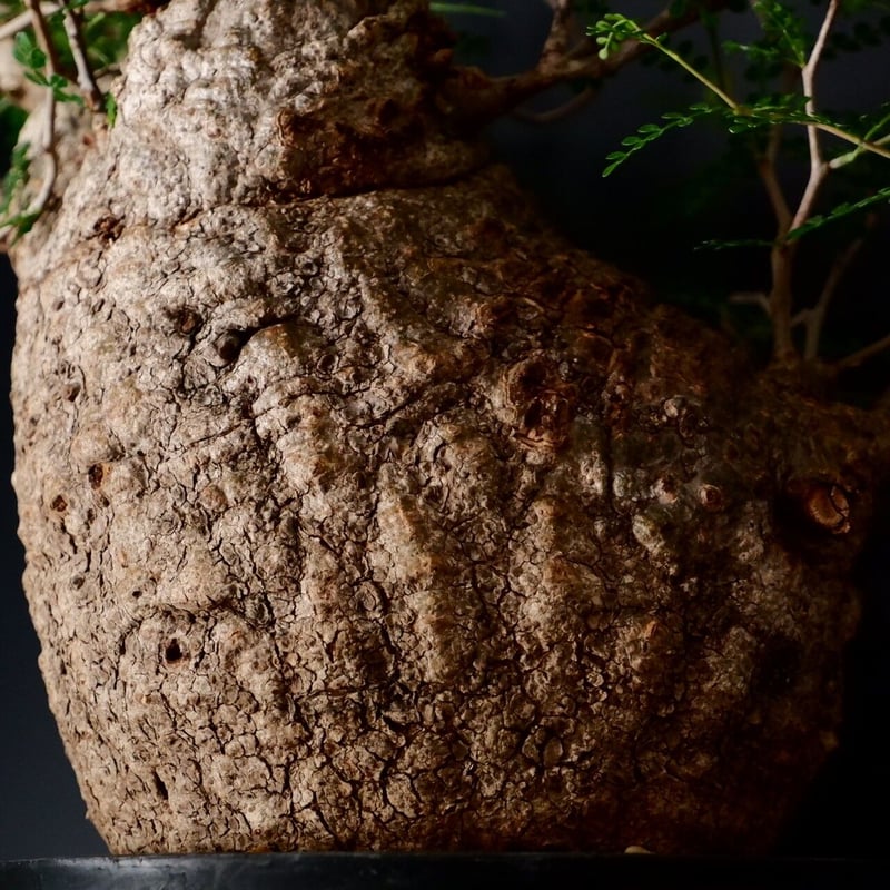 巨大 オペルクリカリア パキプス［No.12］ | Botanical Holic