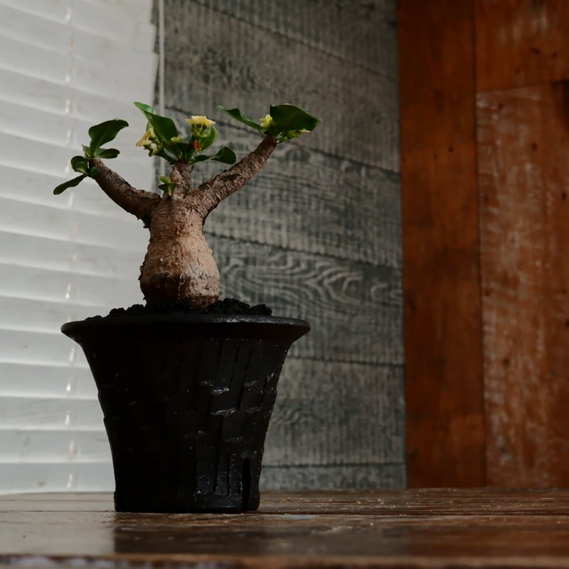 ユーフォルビア イトレメンシス ［No.65］ × 沼野秀章 作「 brack wrap