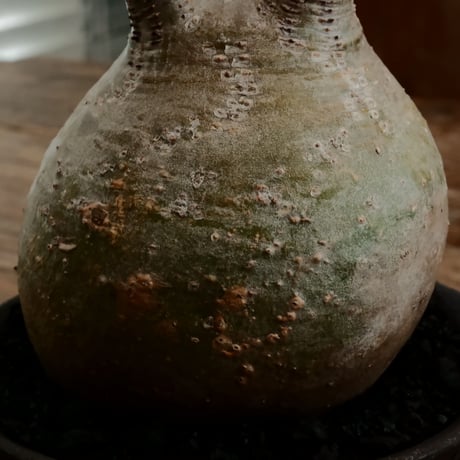 グラキリス  M - 象牙宮 - ［No.195］  ×   沼野秀章 作「 black wrap 」4号 植木鉢 笠間焼