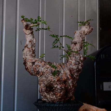 オペルクリカリア パキプス φ10cm［No.21］  × 沖誠 作「Bark / deep cylinder 」 3号 植木鉢 笠間焼