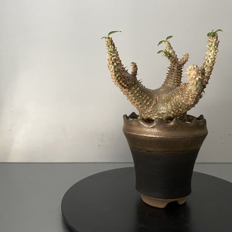 発根済 チビ マカイエンセ 魔界玉 現地株 BG-123 × S.N.Pot - crown - 3号鉢 ［作家  "根本峻吾"］