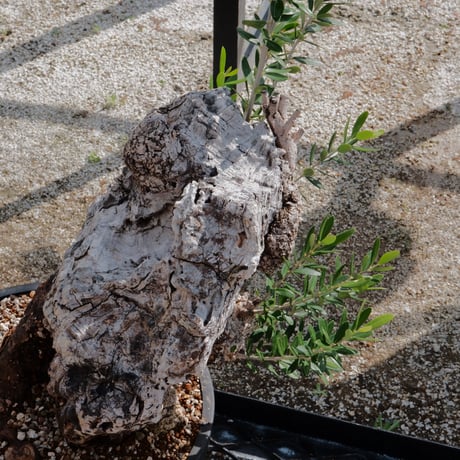 Old Olive 古木オリーブ［No.04］× 10号皿鉢 (φ30cm)