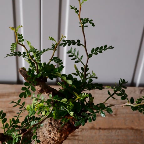 大株 オペルクリカリア パキプス φ 18cm ［No.34］  ×   根本峻吾 作 S.N POT  type.slim-low「 月光ノ鐵 」 7号 植木鉢