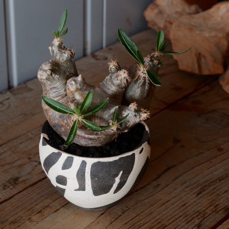 中株 パキポディウム ブレビカリックス 輸入株［No.20］ × 沼野