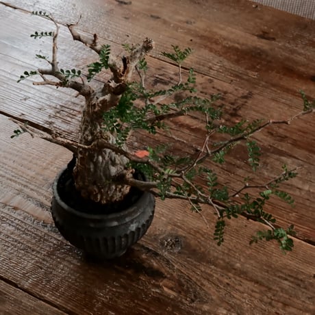 オペルクリカリア パキプス φ6.5cm［No.4］  ×   小野瀬一 作品  3号 植木鉢