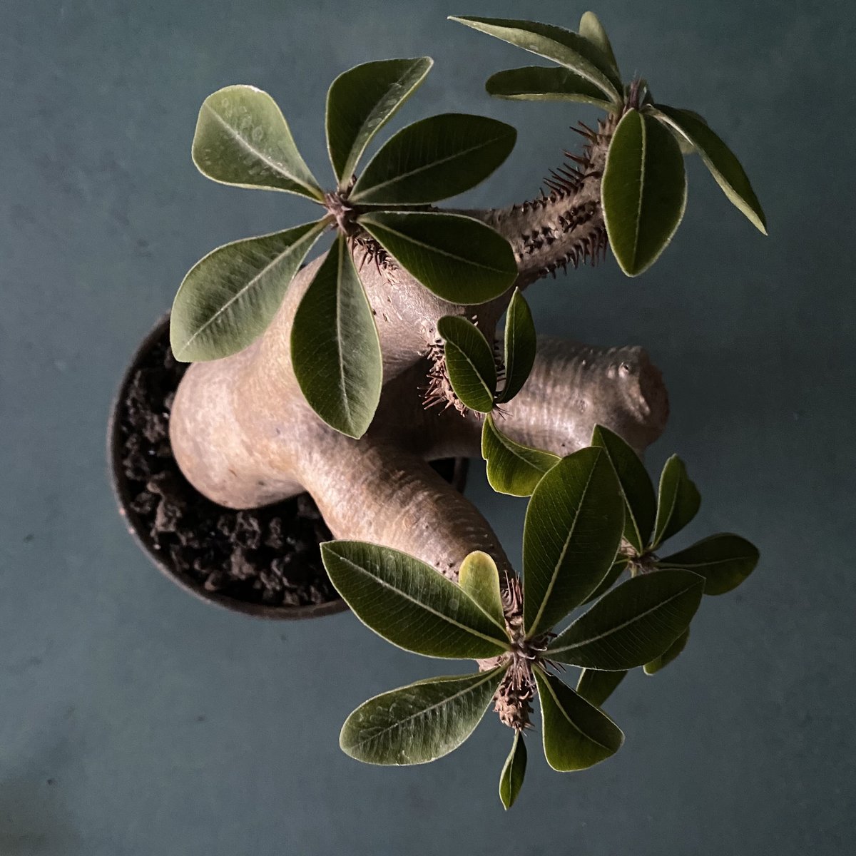 発根済 マカイエンセ SN-14 × S.N.Pot 