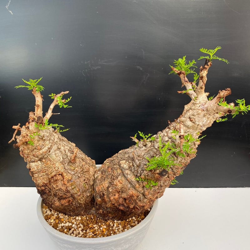 多頭 マルチヘッド オペルクリカリア パキプス MP03 発根済 現地株