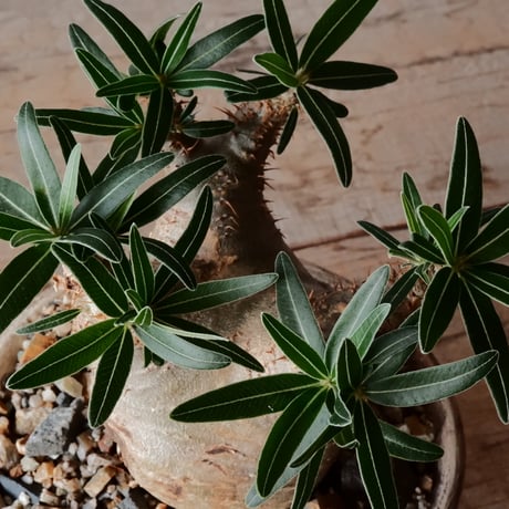 グラキリス φ7.5cm - 象牙宮 -［No.66］  ×   沼野秀章 作「 刻ム音 」4号 植木鉢 笠間焼