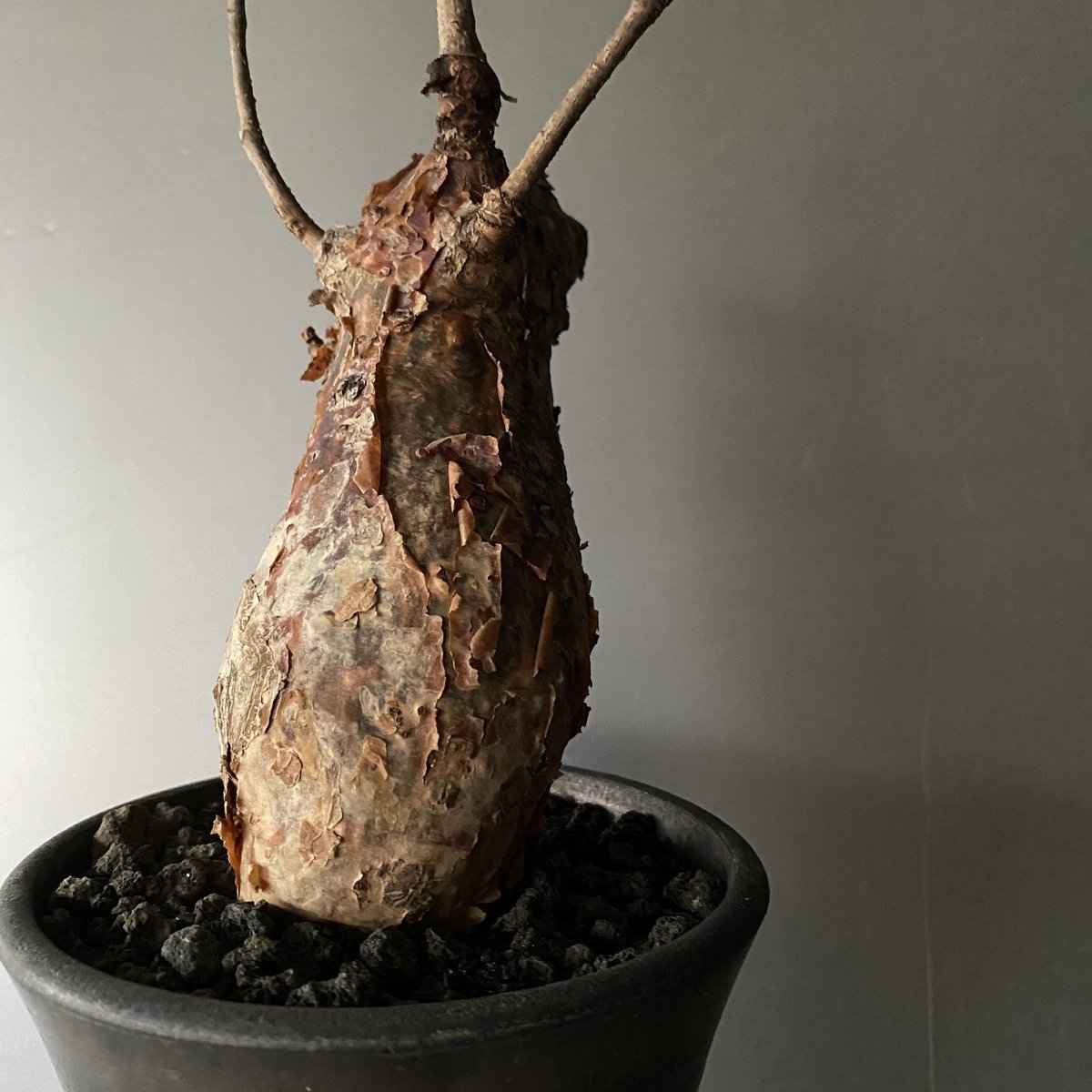 発根済 コミフォラ オルビクラリス SN-19 × S.N.Pot 発根済 コミフォラ オルビクラリス SN-19 × S.N.Pot