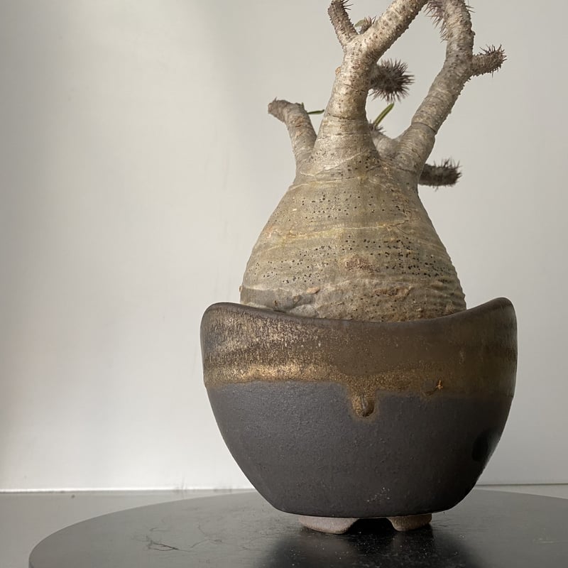 発根済 メデューサ グラキリス BG-183 × S.N.Pot 