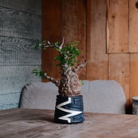 オペルクリカリア パキプス φ8cm［No.31］  ×   根本峻吾 作 S.N POT 「 雷電 - raiden - 」3号 植木鉢 笠間焼