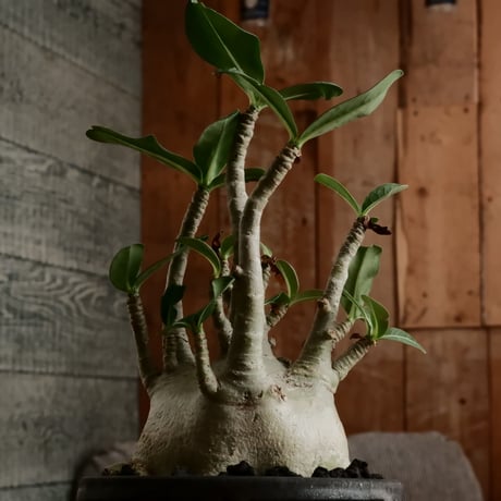 《低重心》アデニウム アラビカム " ドワーフ " φ9cm［No.8］  ×  根本峻吾 作 S.N POT type.normal「 鐡 - kurogane - 」 4号  笠間焼