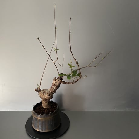 コミフォラ オルビクラリス 発根済 BCO-03 × S.N.Pot "土管" - crown - 4号鉢［作家  "根本峻吾"］