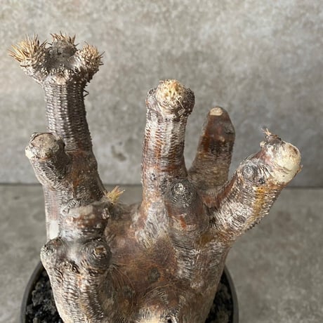 パキポディウム イノピナツム MI-02  ×   " CLAW " 3.5号鉢 M［作家 森田昌求］
