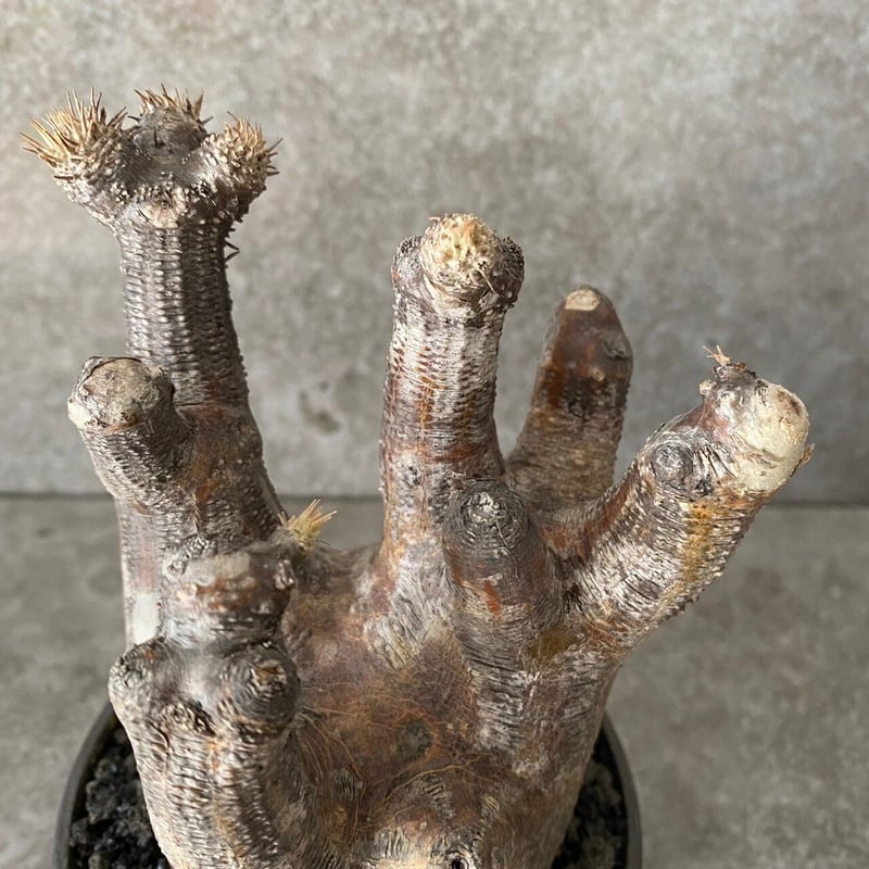 パキポディウム　イノピナツムWヘッド 現地球　発根株　（SRL陶器鉢付き） パキポディウム イノピナツム 【 現地球/発根済】HK2402390(T