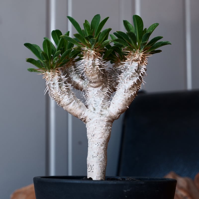 Ramat Planter #290　ユーフォルビア ギラウミニアナ Ramat Planter #BN4【MIX】/ mortar Planter × ユーフォルビア