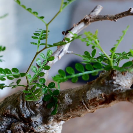 丸型 二股 オペルクリカリア パキプス［No.15］  ×  根本峻吾 作 S.N POT type.round「 鐡 - kurogane - 」4号 植木鉢