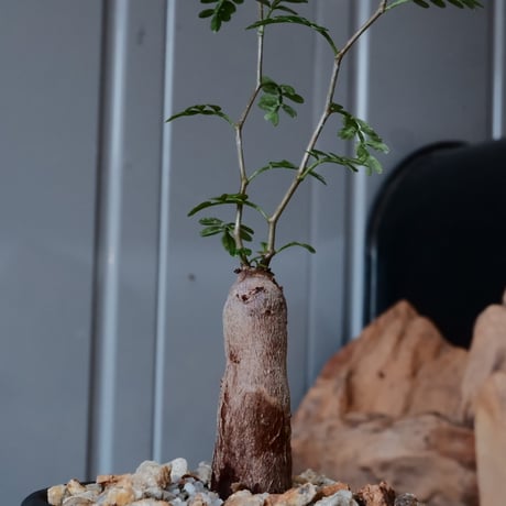 【根挿し】オペルクリカリア パキプス ［No.10］  ×   與那嶺大輔 作 「琉球飛鉋」3号 植木鉢