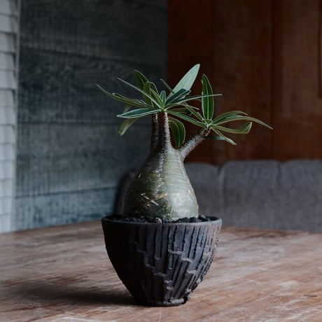 グラキリス - 象牙宮 -［No.146］  ×   沼野秀章 作「 black wrap 」3号 植木鉢 笠間焼