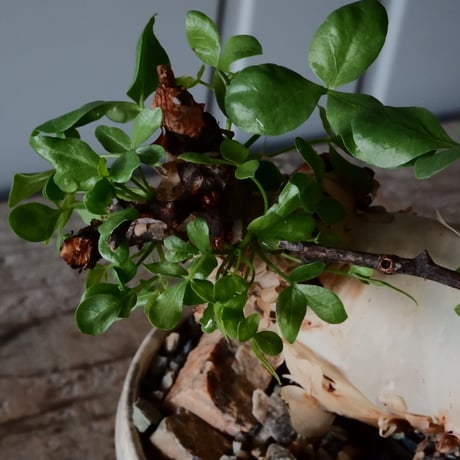 コミフォラ カタフ ピュア［No.04］  × 杉山悠 作 φ13cm 植木鉢 笠間焼