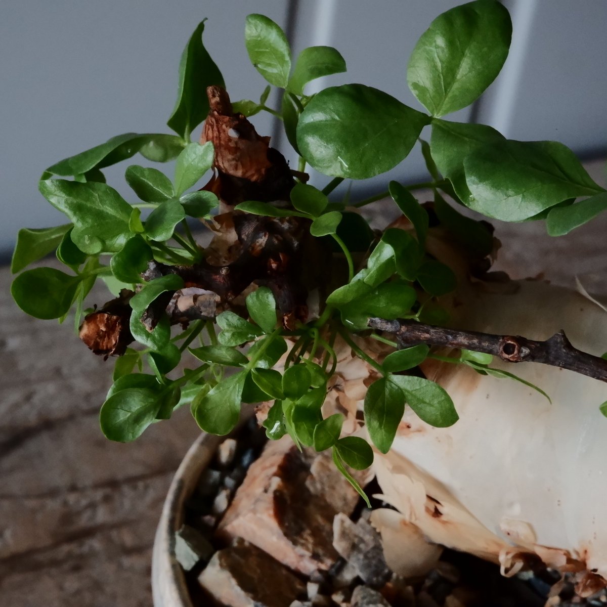 サ*ラ様 コミフォラ ピュア カタフ 緑肌 XLサイズ 現地球