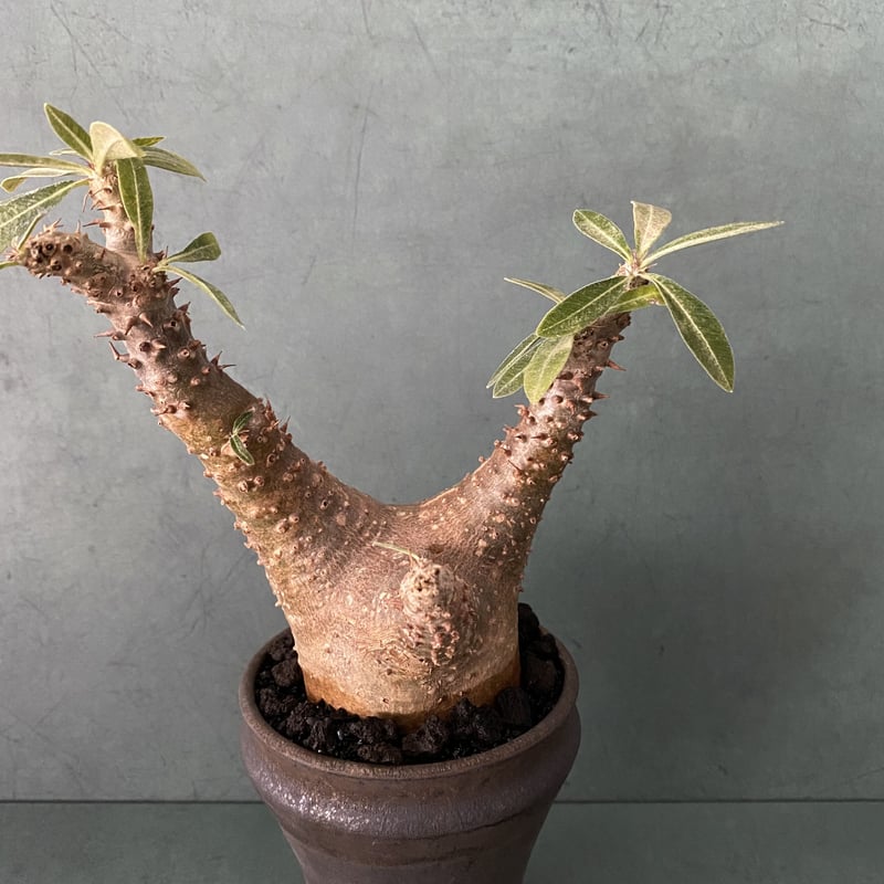 発根済 マカイエンセ BM-09 × S.N.Pot - horizon - 3号鉢 ［作家