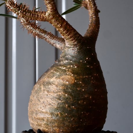 グラキリス φ8.5cm - 象牙宮-［No.44］× 根本峻吾 作 S.N POT type.round「 爪牙 -堕天白- 」3号鉢 笠間焼