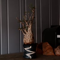 オペルクリカリア パキプス φ10cm［No.17］  ×   根本峻吾 作 S.N POT type.slim「 雷電 」 4号 植木鉢