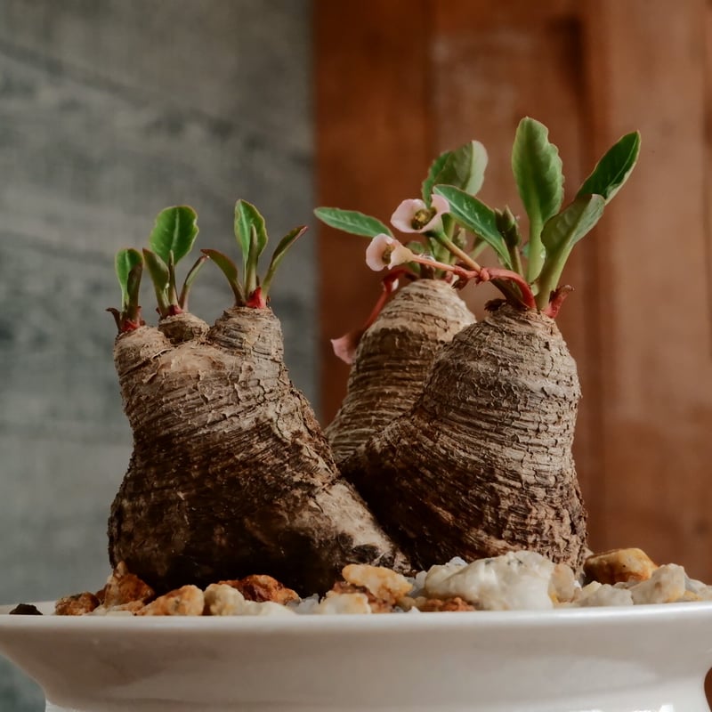 ユーフォルビア　ルディス ④ユーフォルビア ルディス ユーフォルビア・ルディス | 悟 satori