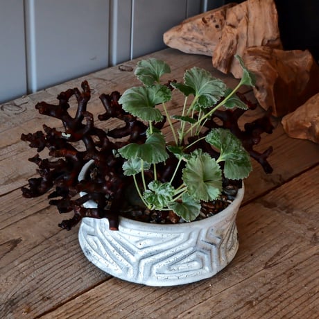 【低木】ペラルゴニウム ミラビレ［No.06］  ×   根本峻吾 作 S.N POT type.slim low「 月光ノ鐵」 6号 浅鉢 植木鉢
