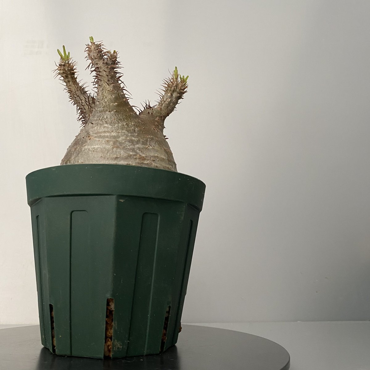 メ*2様 【現地株】発根管理5年目　パキポディウム・グラキリス 7939760bf1f2d2d90afb6ea43eb682