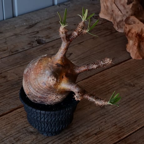 グラキリス φ10cm - 象牙宮 -［No.223］  × 沖誠 作「 Bark / round 」 3号 植木鉢 笠間焼