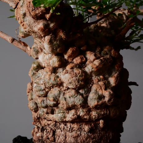 オペルクリカリア パキプス φ8cm［No.26］  × 沖誠 作品【 Bark / upper spread 】3号 植木鉢 笠間焼