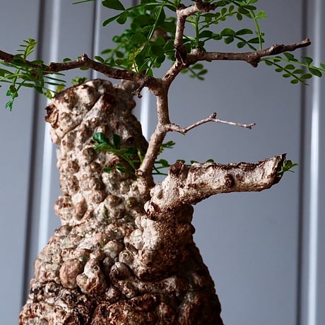 オペルクリカリア パキプス φ 11cm［No.05］  × 根本峻吾 作 S.N POT type.cylinder「 月光ノ爪牙」4.5号 植木鉢 笠間焼
