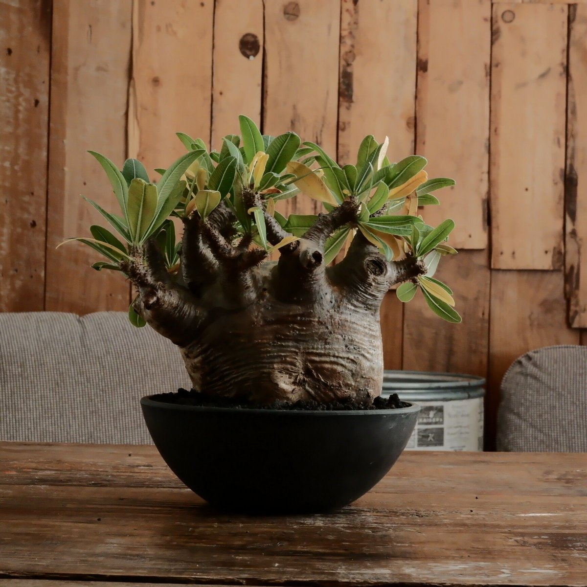 グラキリス中株5年管理株