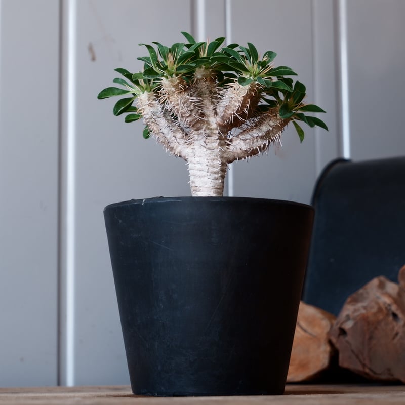 ユーフォルビア　ギラウミニアナ ユーフォルビア ギラウミニアナ 輸入株［No.48］ 4号鉢