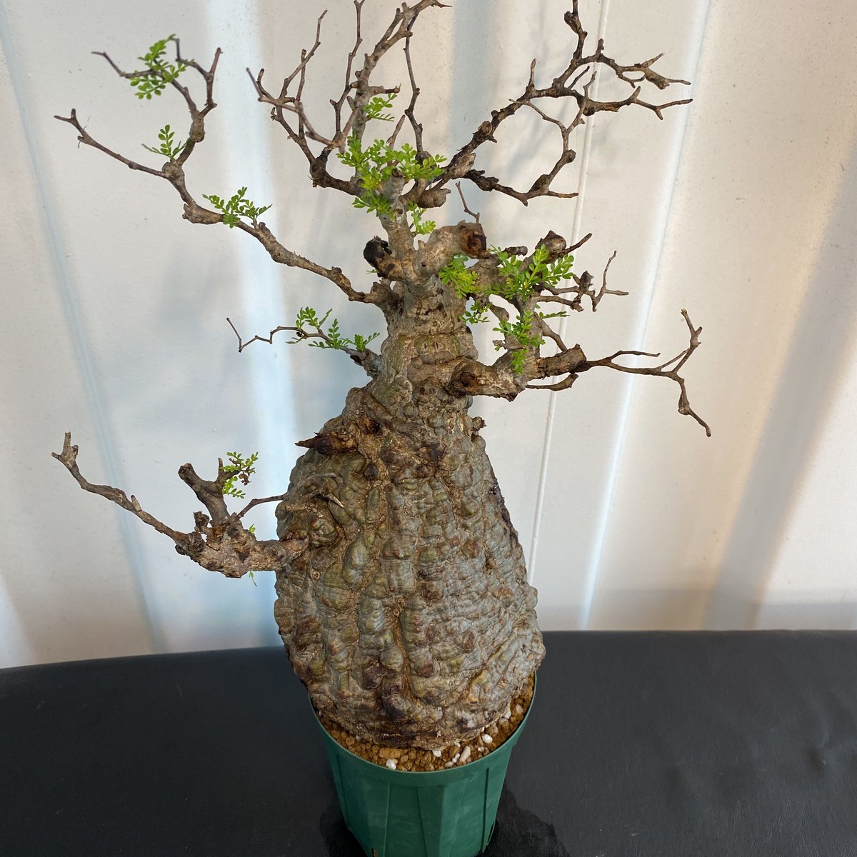 新鮮 良株 発根済 オペルクリカリア パキプス BH-P02 | Botanical Holic