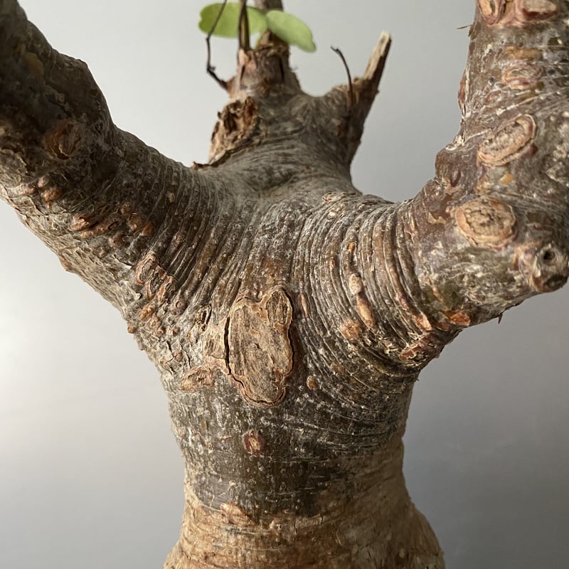 デロニクス プミラ 発根済 現地株 BDP-01 | Botanical Holic