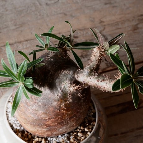 グラキリス φ8.5cm - 象牙宮-［No.49］× 坂本新 作 作品【 LUSTER GREY 】3号 植木鉢 笠間焼