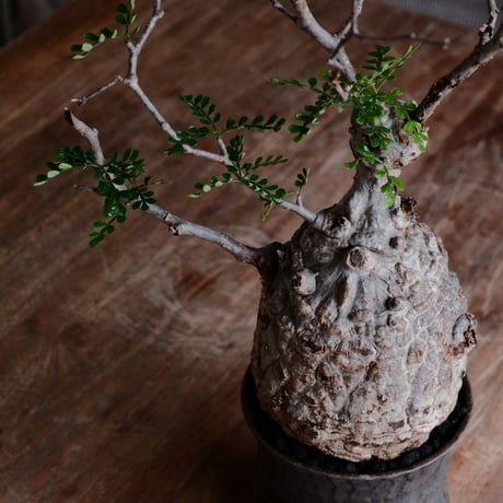 オペルクリカリア パキプス φ11cm［No.30］  ×  杉山悠 作 3.5号 植木鉢 笠間焼