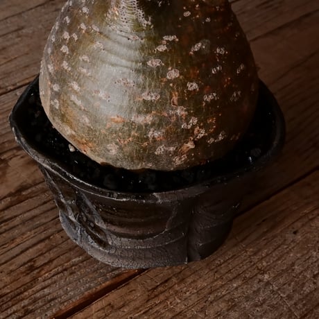グラキリス φ12cm - 象牙宮 - ［No.18］  ×   沼野秀章 作「 black wrap 」4号 植木鉢 笠間焼