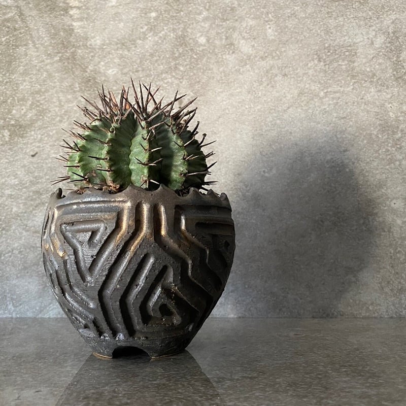 棘好き必見❗️大人気種❗️ 強棘 ホリダ マジョール (検索 オベサ