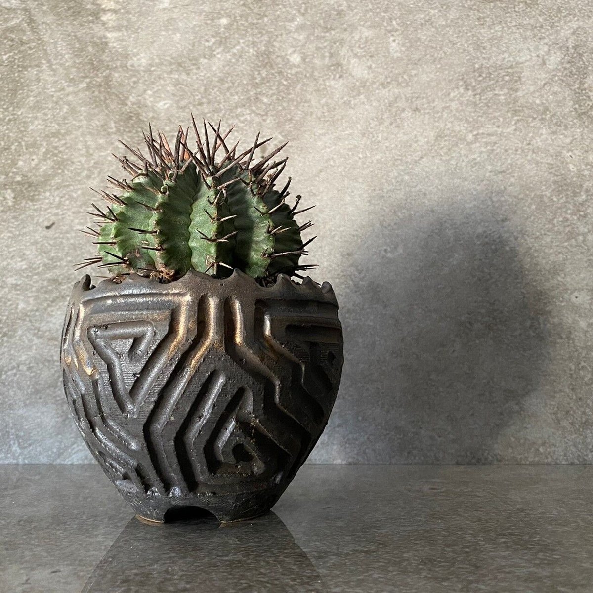 ☆大株☆　狂棘　マジョールホリダ　白衣ホリダ　幅12ゼブラホリダ　ホリダ ☆大株☆ 狂棘 マジョールホリダ 白衣ホリダ 幅12ゼブラホリダ